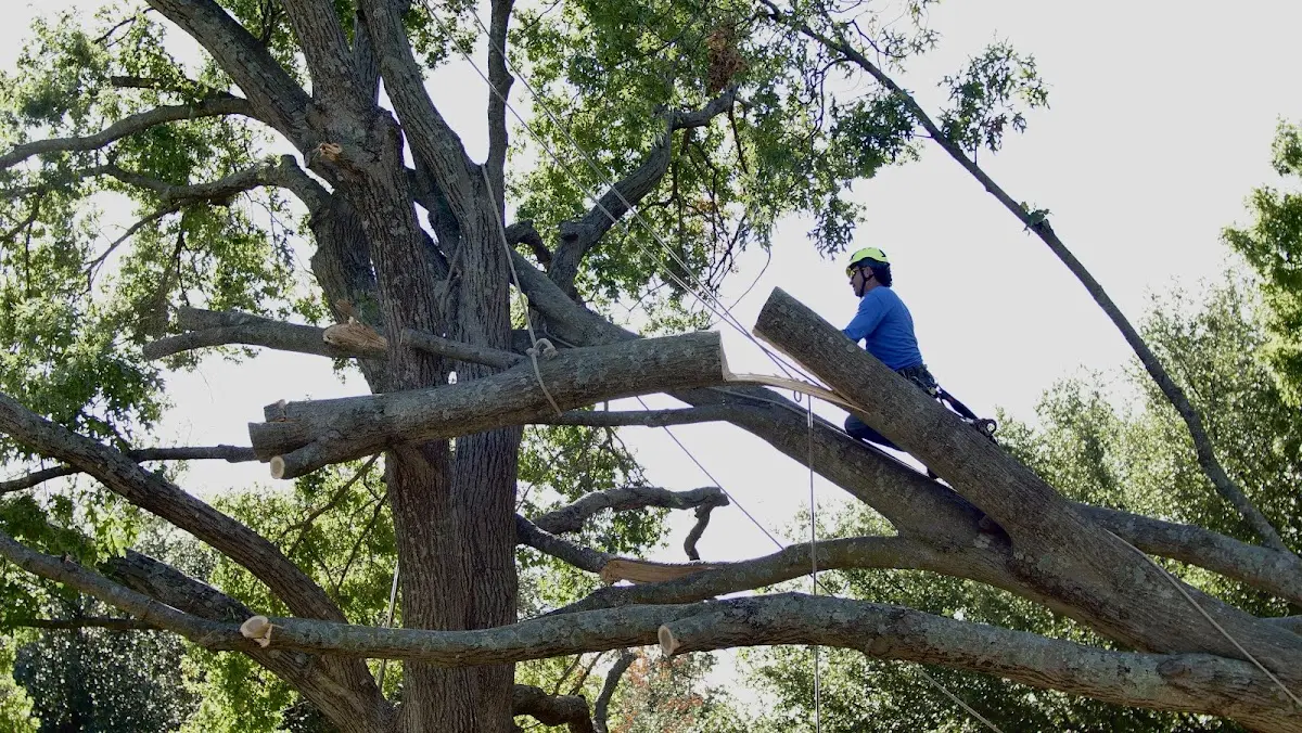 Professional Crown Thinning performed by certified arborists in La Valle