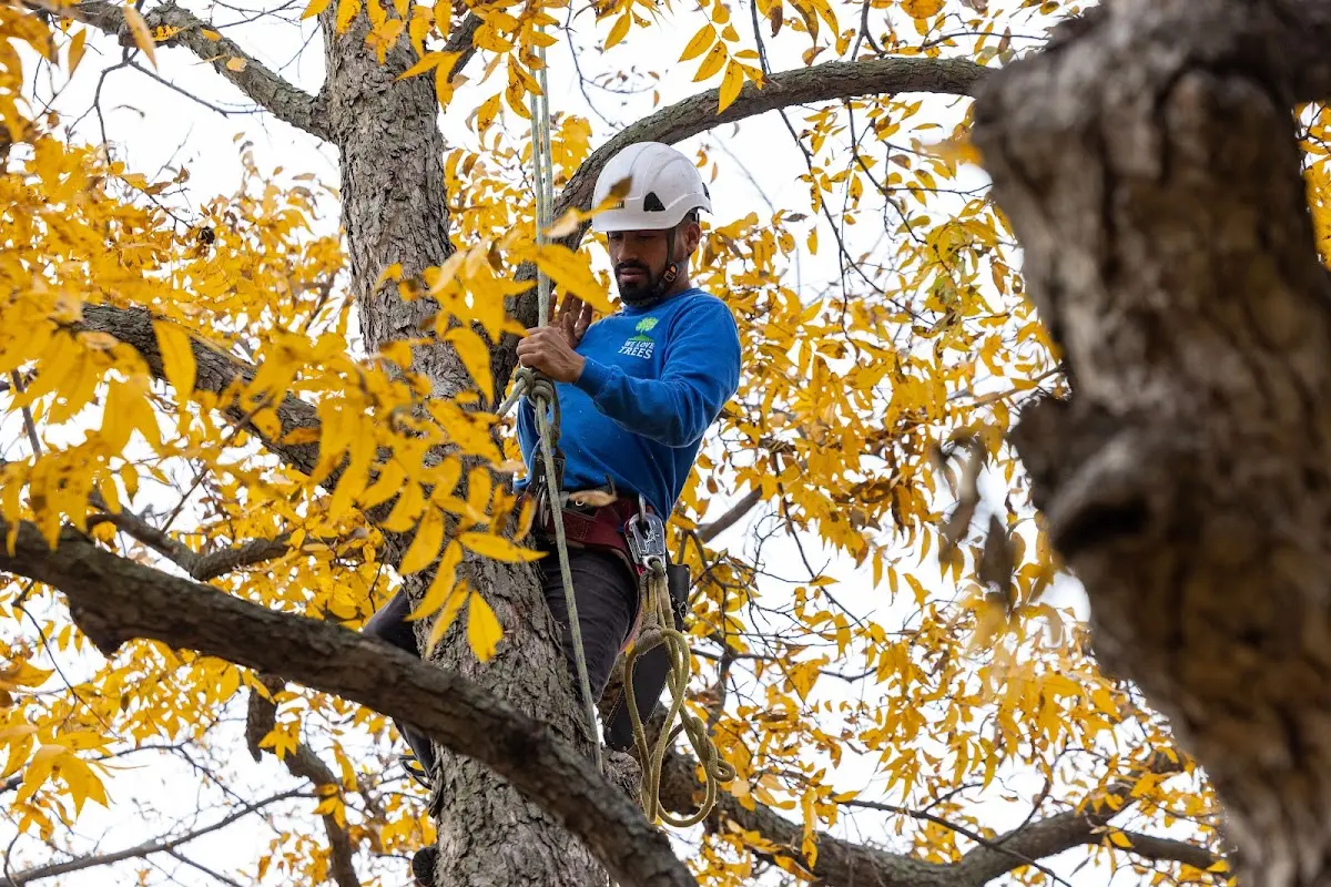 Skilled Tree Pruning crew working in La Valle